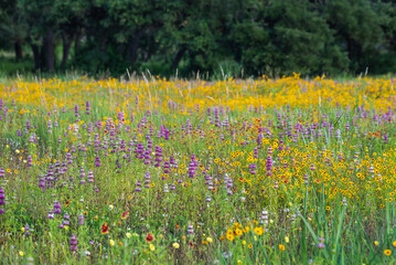 Spring wildflowers at Brushy Creek Lake Park, Austin, Texas, USA bursting with colorful yellow and purple colors