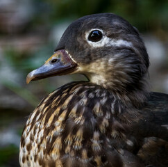 close-up portrait of a female mandarin duck