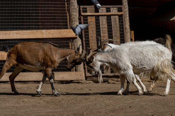 2 goats fighting with horns
