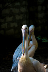 full-face portrait of a pelican