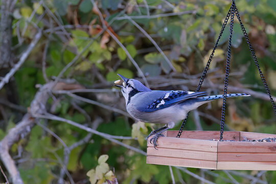 The blue jay (Cyanocitta cristata) takes nuts from the feeder.