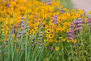 Spring wildflowers at Brushy Creek Lake Park, Austin, Texas, USA bursting with colorful yellow and purple colors