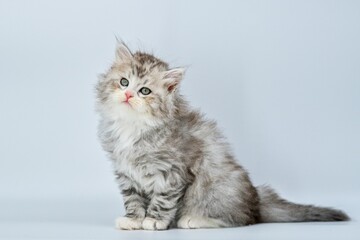 Obraz premium Siberian kitten on colored backgrounds