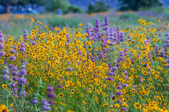 Spring wildflowers at Brushy Creek Lake Park, Austin, Texas, USA bursting with colorful yellow and purple colors