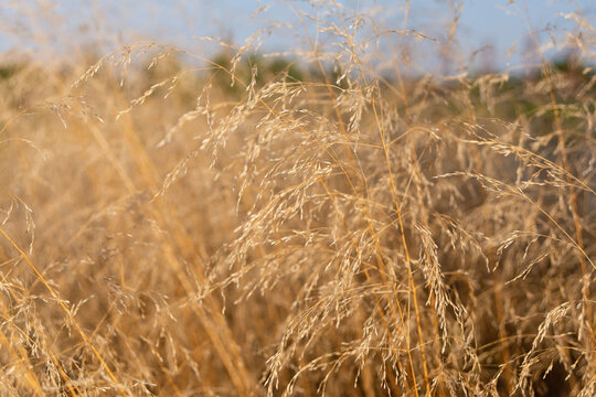 Dry stems of wild grass Deschampsia cespitosa in the garden. 
