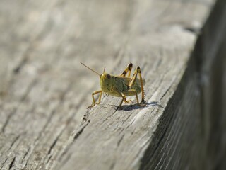 Grasshopper on a Summer's day
