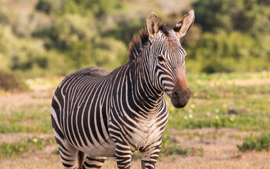 Fototapeta na wymiar portrait of a Cape Mountain Zebra, De Hoop Nature Reserve, Overberg, South Africa