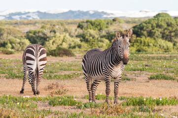 Fototapeta na wymiar Cape Mountain Zebras with fynbos and white sand dunes in the background, De Hoop Nature Reserve, Overberg, South Africa