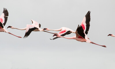 Fototapeta premium group of Greater Flamingos in flight, De Hoop Nature Reserve, Overberg, South Africa