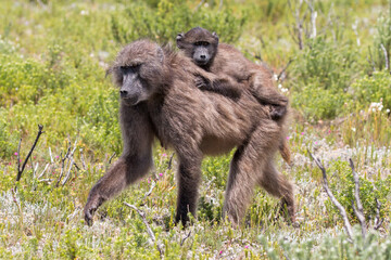 Naklejka premium baboon family, De Hoop Nature Reserve, Overberg, South Africa
