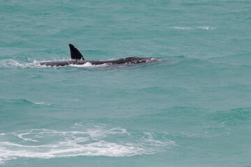 Fototapeta premium flips of a Southern Right whale, De Hoop Nature Reserve, Overberg, South Africa