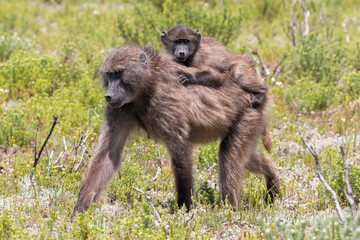 baby baboon travelling on the back of its mother, De Hoop Nature Reserve, Overberg, South Africa