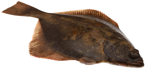 Uncooked Flatfish