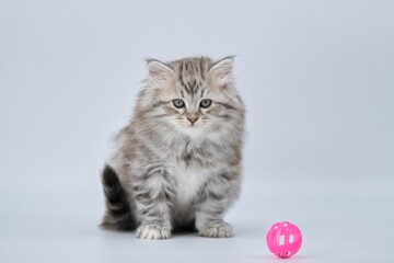 Obraz premium Siberian kitten on a colored background with a balloon