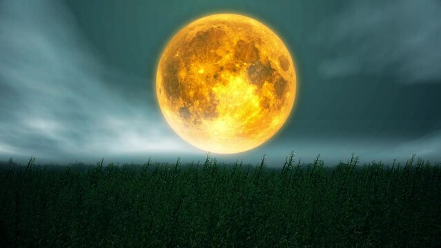 View of a sesame seed field as the full moon rises