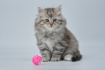 Siberian kitten on a colored background with a balloon