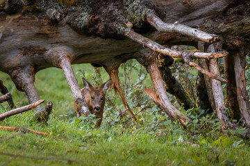 Reh im Wald, am Morgen