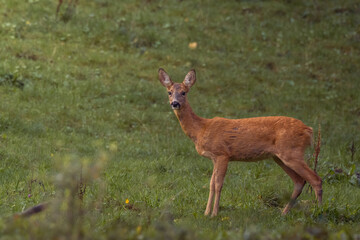Reh im Wald, am Morgen