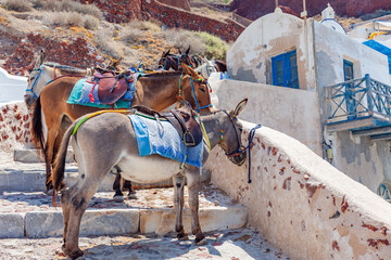 Santorini donkey - 661975084