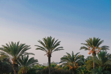 Fototapeta premium Palm trees on bright blue sky
