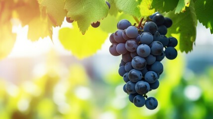 Scenic vineyard background with ripe grapes and copy space, wine production and healthy eating.