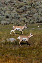 Pronghorn in Yellowstone