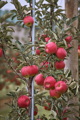 Red crispy ripe apples after the rain on the farm cloudy 