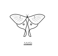 moth insect vector illustration. moth line art vector editable stroke.