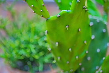 Opuntia monacantha opuncja kaktus - obrazy, fototapety, plakaty