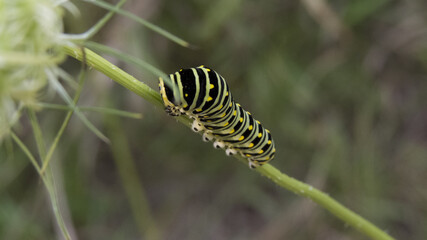 caterpillar on a leaf