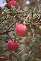 Red crispy ripe apples after the rain on the farm cloudy 
