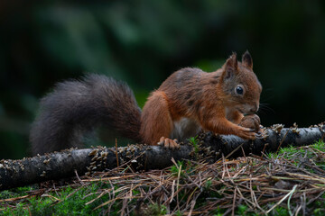 Cute Red Squirrel (Sciurus vulgaris) in an autumn forest. Autumn day in a deep forest in the Netherlands.                                                               