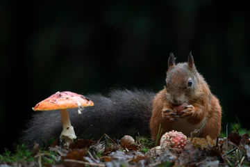 Schilderijen op glas Hungry Red Squirrel (Sciurus vulgaris) eating a nut in an forest covered with colorful leaves and  mushrooms. Autumn day in a deep forest in the Netherlands. Beautiful Christmas card. Bokeh backgroun  © Albert Beukhof