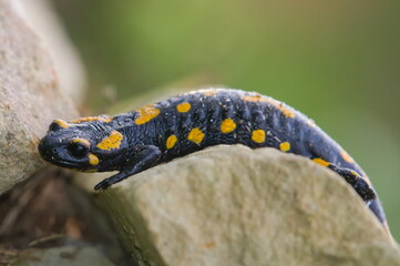 Salamandra salamandra aka fire salamander is crawling on the stone in his habitat. Early autumn. Czech republic nature.