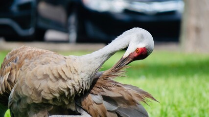 red head sand hill crane