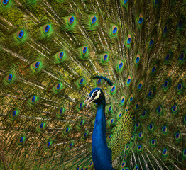 Obraz premium peacock with feathers