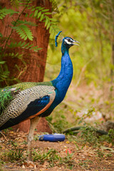 Obraz premium peacock with feathers