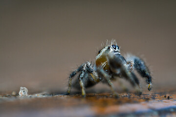 spider on a leaf