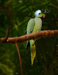 green winged macaw
