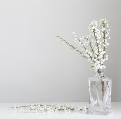 white spring flowers in glass vase on white background