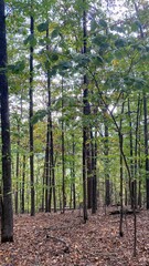 trees in the woods