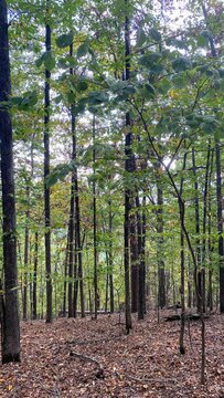 trees in the woods