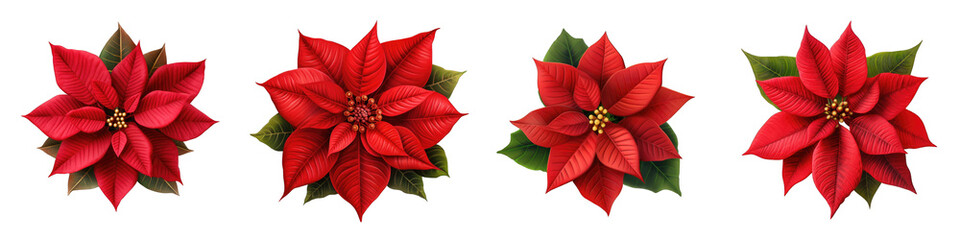 Poinsettias clipart collection, vector, icons isolated on transparent background
