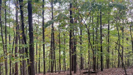 Fototapeta na wymiar green forest in Arkansas