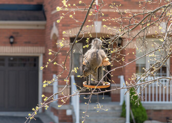 Squirrel on bird feeders