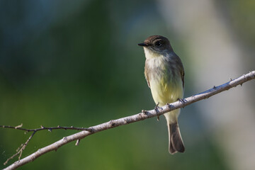 flycatcher on a branch