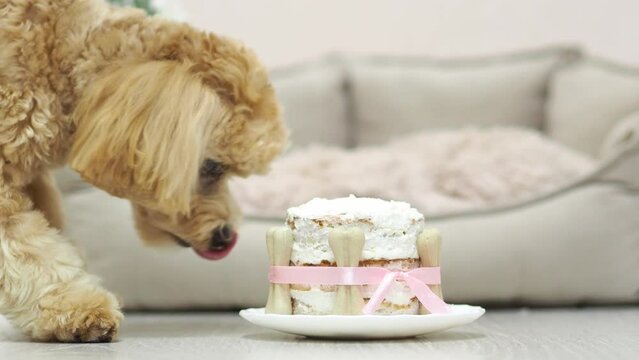 Birthday of a dog. Happy dog eats a delicious cake and licks his tongue. Family home party for your pet. Love and care for animals.