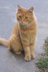 Fototapeta premium one ginger beautiful cat sits on a gray asphalt road on the street