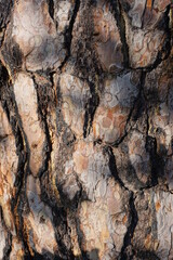 Brown texture of a dry pine bark on a tree in nature