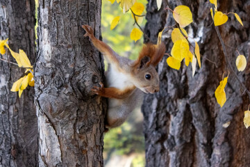 A red squirrel sits on a tree trunk among birch branches and looks to the side. Autumn in the city park